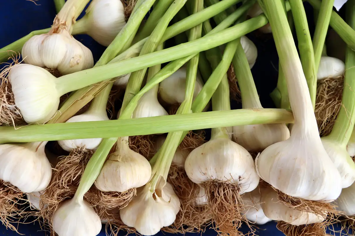 Best Foods For Immunity