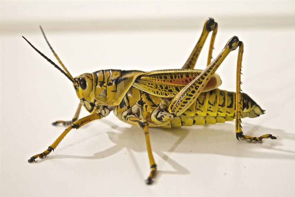 Insects as Food Protein Powerhouses.jpg