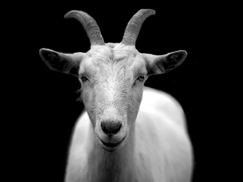 masteringyourgoat.jpg (1)